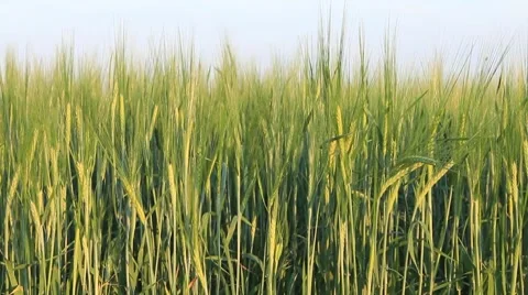 Panning of green rye in the breeze Stock Footage 7767338