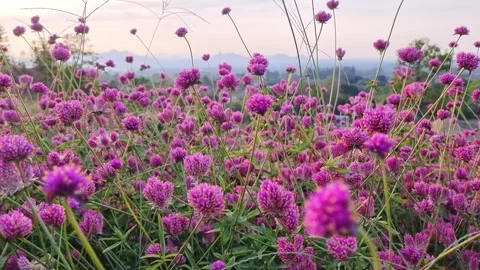 Panning  group of firework flowers in full bloom in the garden purple and p.. Stock Footage 300081414