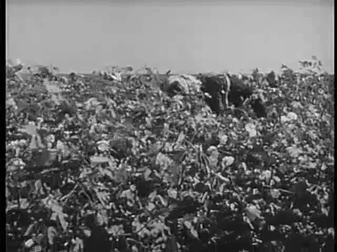 Panning group of workers picking cotton in  field and putting into bag, 1940s Stock Footage 64630104