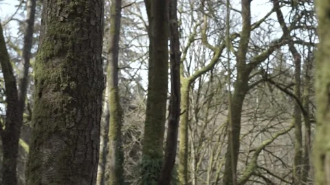 Panning, handheld shot of trees with moss in forest. Stock Footage 153244710