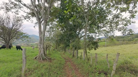 Panning of hilly landscape with cows. 動画素材 330611686