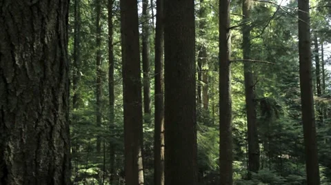 Panning horizontally on a forest. Stock Footage 8655447