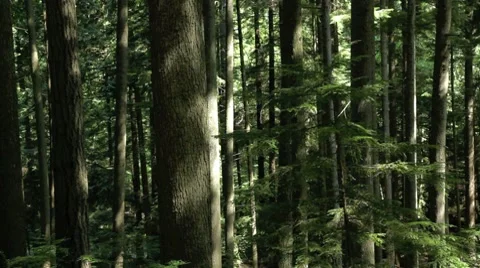 Panning horizontally on a forest. Vídeo Stock 8655489