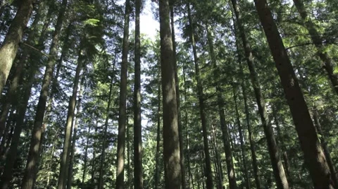 Panning horizontally on a forest. Stockbeeldmateriaal 8655509