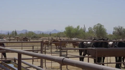 Panning horse ranch Stock Footage 287258539
