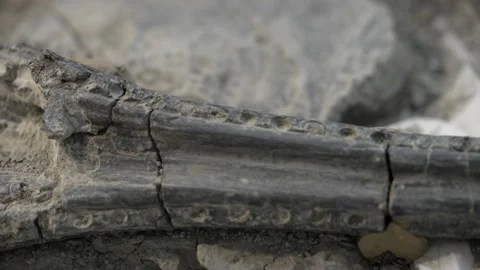 Panning ichthyosaur fossil Stock Footage 165288380