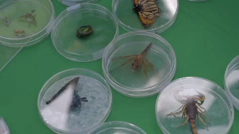 Panning insect specimens in specimen containers Stock Footage 292703929