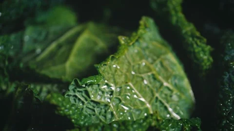 Panning of just harvest kale, view of fresh leaves. Green raw cabbage close-up. Stock Footage 146921653