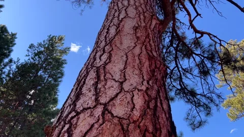 Panning up a large ponderosa pine tree in the forest Stock Footage 219534956