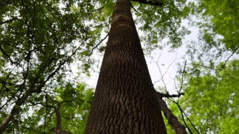Panning Up a Large Tree Stock Footage 300603893