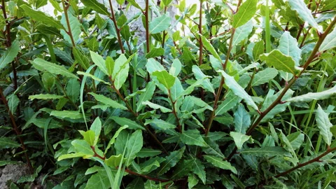 Panning on the laurel plant Stock Footage 155746211