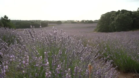 Panning in lavender fields at dawn. Nature. Selective focus. Brihuerga, Spain Stock Footage 163649926