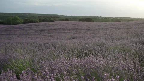 Panning in lavender fields at dawn. Nature. Selective focus. Brihuerga, Spain Stock Footage 163649999
