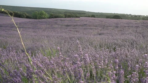 Panning in lavender fields at dawn. Nature. Selective focus. Brihuerga, Spain Stock Footage 163650035