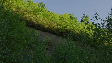 Panning on leafy trees in Pennsylvania forest with dirt wall in half shade Stock Footage 246840784