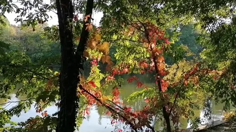 Panning with the leaves of rusty trees on the lake shore Stock Footage 141710163