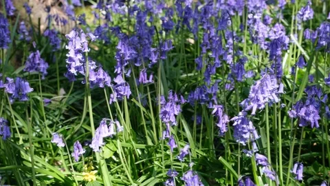 Panning left across violet lilac bluebells on sun dappled forest floor Stock Footage 188514217