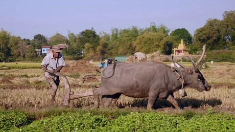 Panning left to a farmer ploughing paddy field with a couple of buffaloes  Stock Footage 75065668
