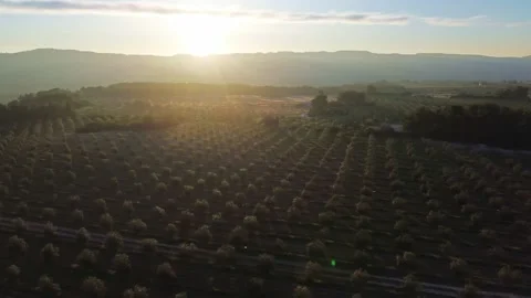 Panning to the left over Olive Orchard at Sunset 4k Drone Stock Footage 309406247