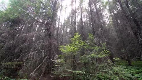 Panning from left to right cross old larch forest Stock Footage 143899285