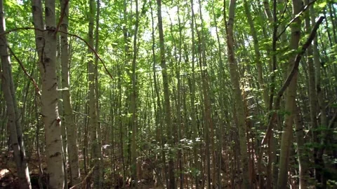 Panning from left to right cross young beech forest Video stock 143898971
