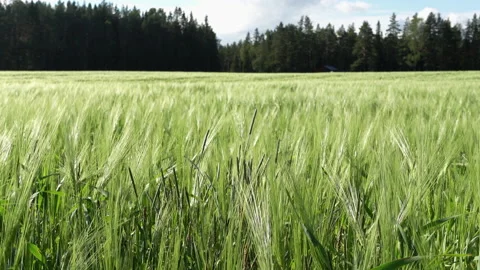 Panning from left to right view on green oats field in sunny summer day Stock Footage 136197152