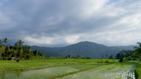 Panning left shot of green rice field landscape with mountains in Bali Stock Footage 337719052