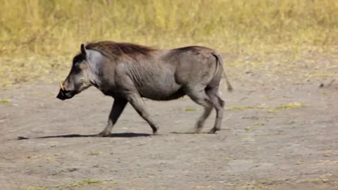 Panning left shot of warthog walking in savannah. Stock Footage 130950358
