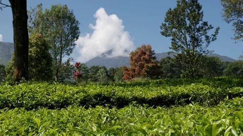 Panning left video of green tea garden with cloudy mountain peak. Video stock 336712419
