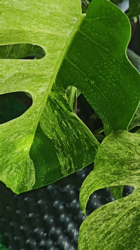 Panning up left video of wet rare variegated leaves with water droplets. Video stock 340116220