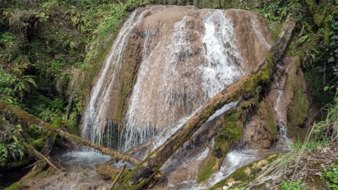 Panning left view of the waterfall with old trees covered by moss Stock Footage 171960268