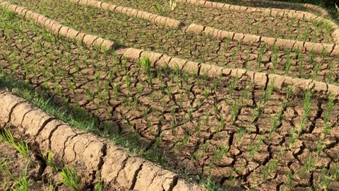 Panning Left View Of Young Green Rice Plants In A Dry Cracked Paddy Field 스톡 동영상 346599405