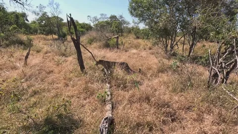 Panning with Leopard as she walks in tall grass savanna in Kruger NP Stock Footage 341462361