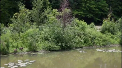 Panning A Lily Pond With Trees Stock Footage 50814469