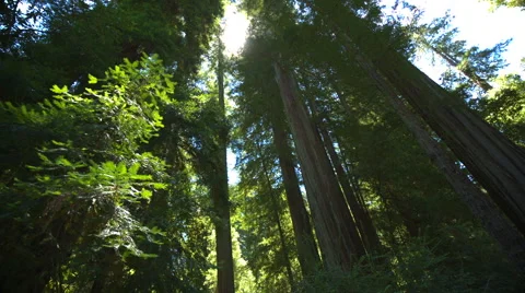 Panning Looking Up in Red Wood Forest Stock Footage 65405977