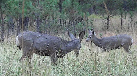 Panning Low Angle Shot of Two Fawns Following Their Mother Stock Footage 50031842