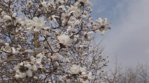 Panning low angle view of a blooming lily tree twig Stock Footage 344809579