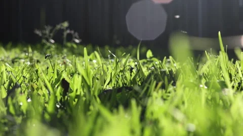 Panning low close-up shot of backyard grass Stock Footage 263849387