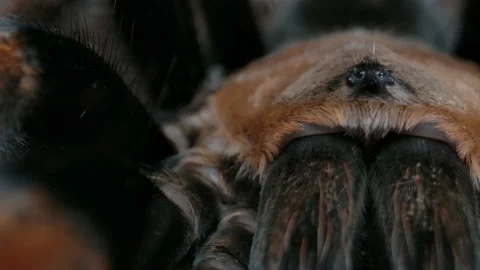 Panning macro of red knee tarantula from mexico Video stock 151565347