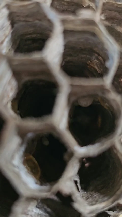 Panning Macro View Of Paper Wasp Nest Showing Hexagonal Cells And Tiny Eggs 스톡 동영상 346963747