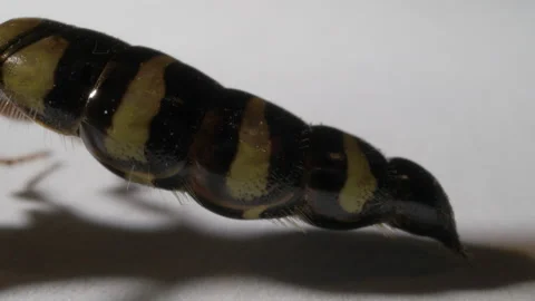 Panning macro of wasp insect Stock Footage 138286515