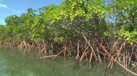 Panning mangroves Stock Footage 10753883
