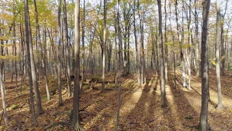 Panning mid air from left to right in the middle of a forest in Autumn Stock Footage 142094312