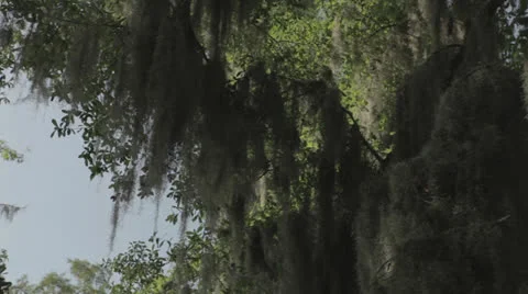 Panning moss-covered tree branches Video stock 24361056