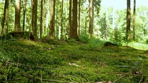 Panning in the mossy forest 動画素材 109114697