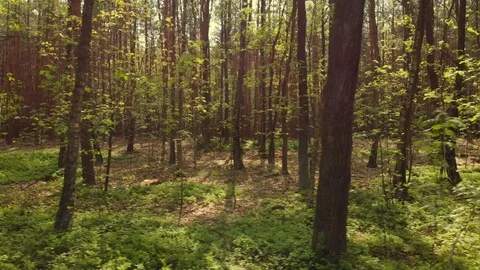 Panning move in wild forest or woodland at summer sunny day. Stock Footage 88951302