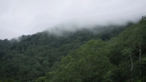 Panning movement the Cloud and mist moving by wind mountain cover tree Stock Footage 129303669