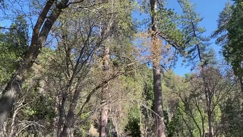 Panning movement forest trees mountain range hiking trail hike path clearing Stock Footage 213777884
