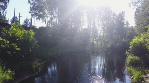 Panning movement up the tree over the small river Video stock 77735168