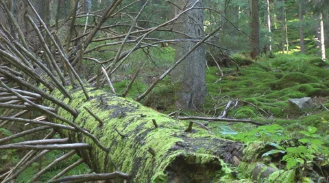 Panning old moss-grown trunk Video stock 981604